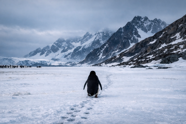 एक्लो पेंग्विनको असामान्य यात्रा: विज्ञान, सामाजिक सञ्जाल र मानव भावनाबीचको कथा